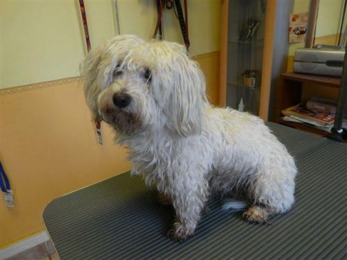 Artúr a havanese